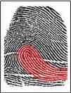 dmit fingerprint